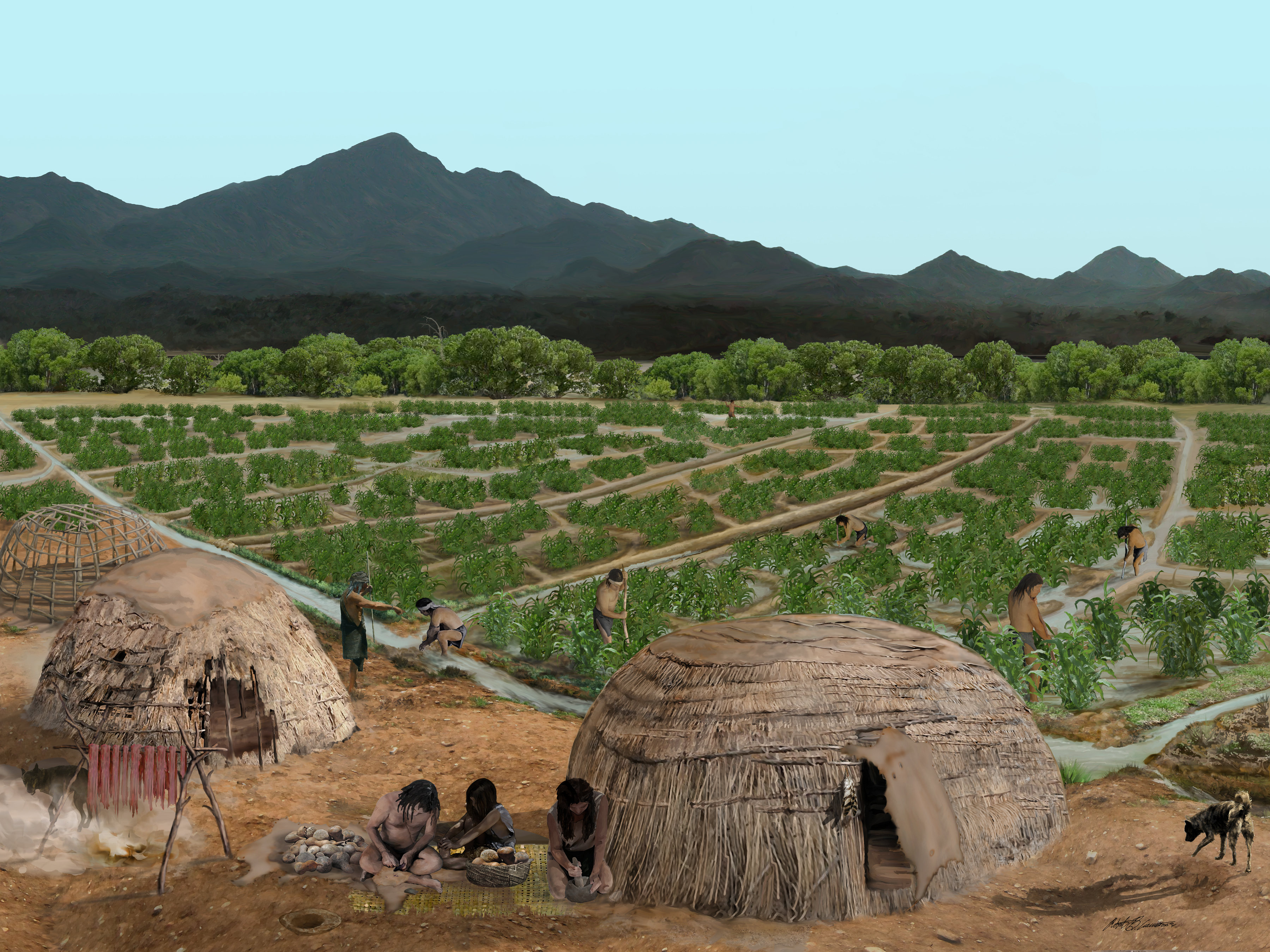 The irrigated fields of an Early Agricultural Period settlement near