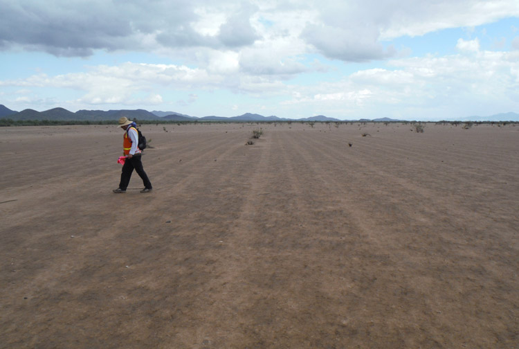 Desert Archaeology crew members walks a transect in the Altar Valley, Arizona