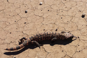 Gila Monster in the Altar Valley, Arizona