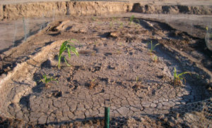 A reconstructed corn field cell built by Desert Archaeology at Las Capas