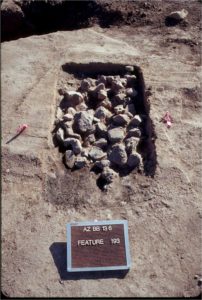 Desert Archaeology explores historic diet in Tucson