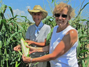 Joyce Rychener and Jenny Adams in an experimental archaeology garden for Desert Archaeology maize grinding experiments