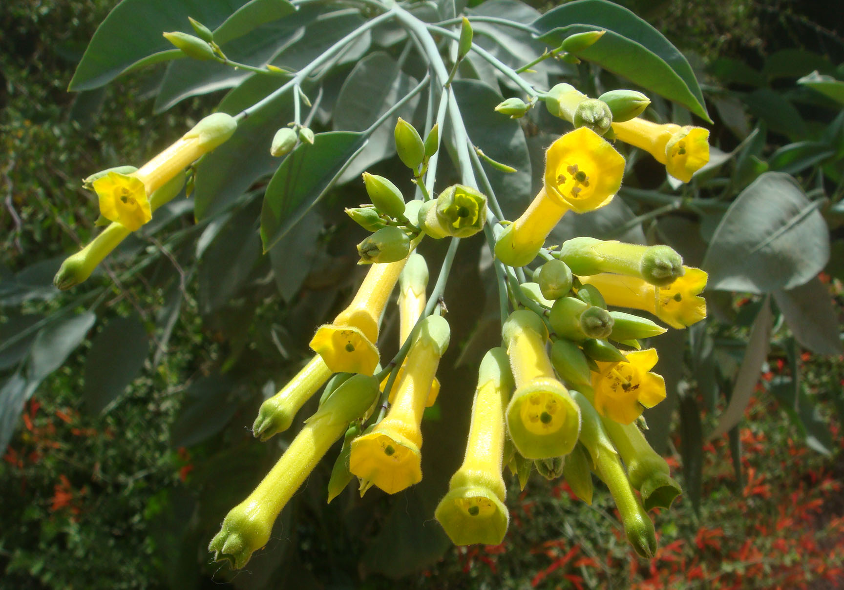 Растения Nicotiana