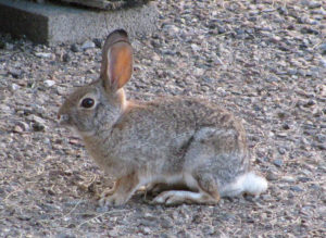 Desert Archaeology Tucson DBE woman-owned cultural resources management rabbit