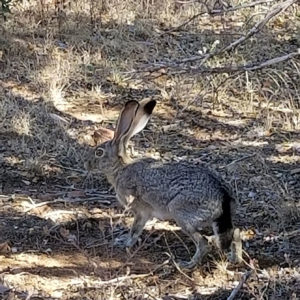 Desert Archaeology Tucson DBE woman-owned cultural resources management rabbit