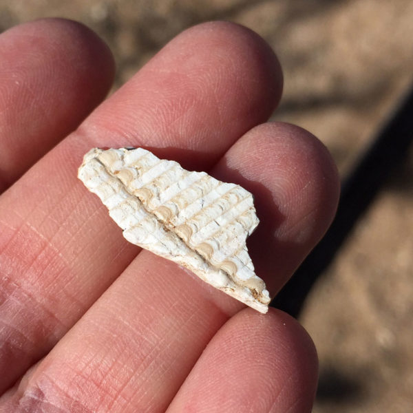 Desert Archaeology Honey Bee Village preserve shell