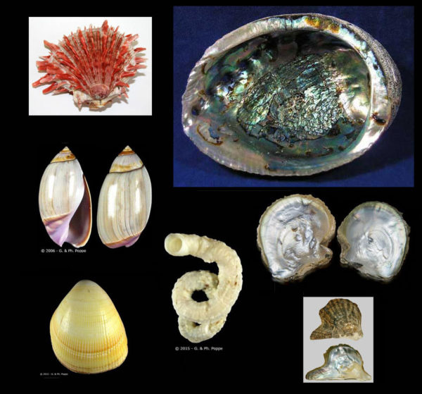 Desert Archaeology marine shell