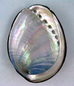 Black abalone shell