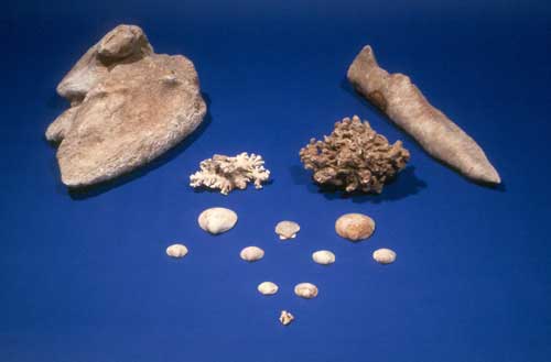 <em> A collection of rocks, stalactites, coral, and shells were tossed into the bottom of an outhouse. Natural history collections were often exhibited in Victorian parlors (photo by Greg Berg).</em>