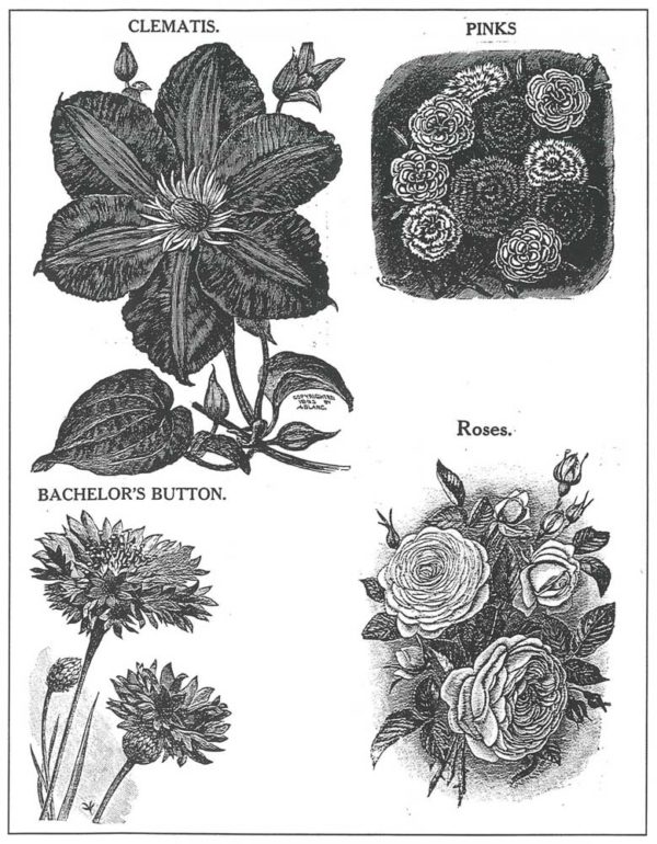 <em> The pollen from these types of flowers, from the 1906 Storrs and Harrison Company catalog, were found in the Dorris family outhouse.</em>