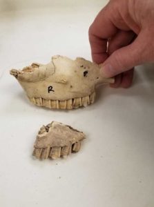 Comparing sheep maxilla