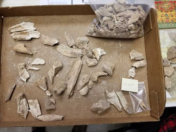 Tray of animal bone from the Presidio era in downtown Tucson