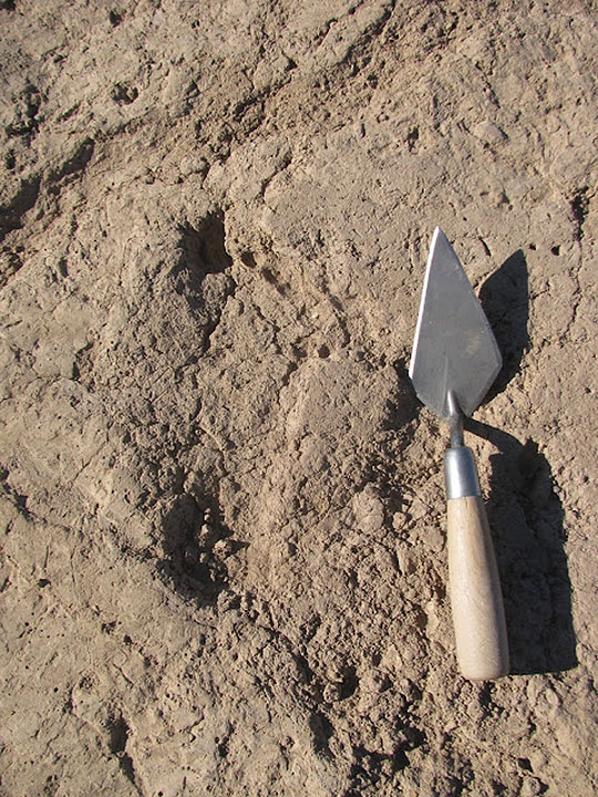 photo of a preserved footprint at the Sunset Dairy site. Indentations from the heel, ball, big toe, and all four smaller toes are visible in the dried mud. A Marshalltown trowel is next to the footprint for scale.