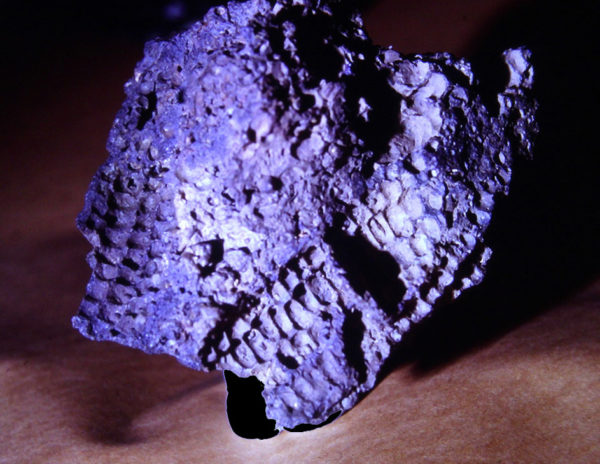 photo of the corn rock, a piece of lava with maize cob impressions.