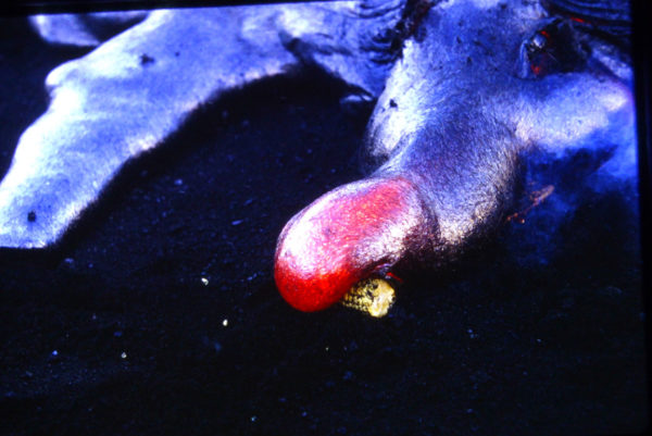 Photo of an ear of corn placed in fron of a Hawaiian lava flow. The toe of the flow that covers the cob is glowing red.