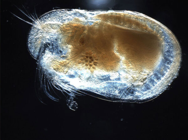 A photograph of a living ostracode. It looks like a severely undercooked egg with a broken brown yolk. 