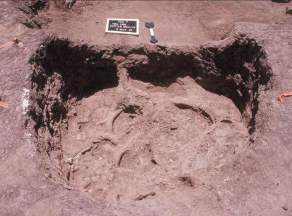 Photo of cattle skulls in Feature 4156. The pit is round and filled with brown dirt, Several swoopy cow skulls are visible, looking more like abstract art than bones.
